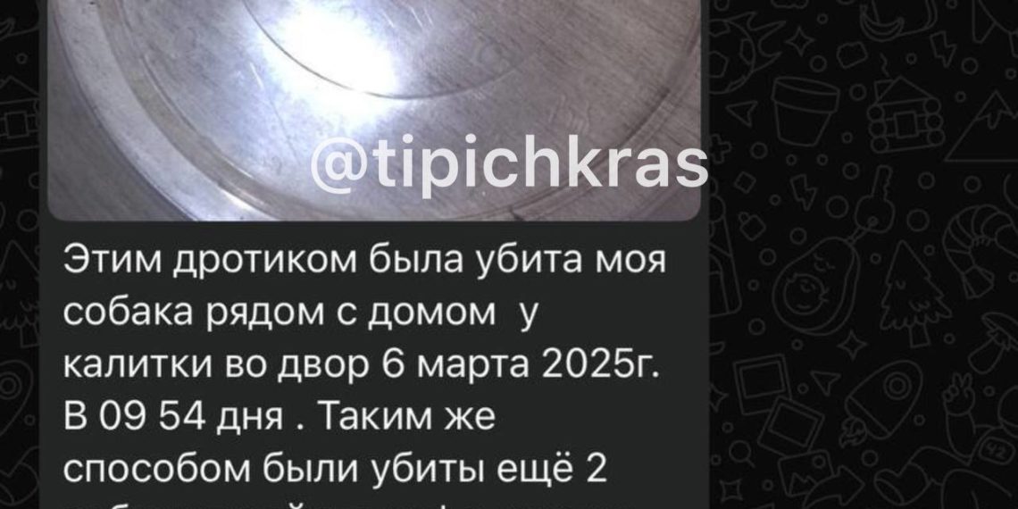 На Кубани жители станицы возмущены жестоким отловом бродячих собак