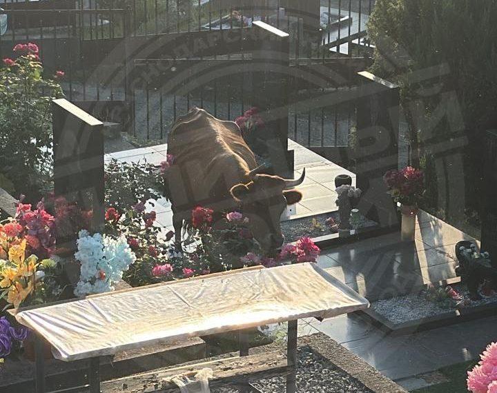 Коровы-вандалы устроили погром на сельском кладбище в Сочи