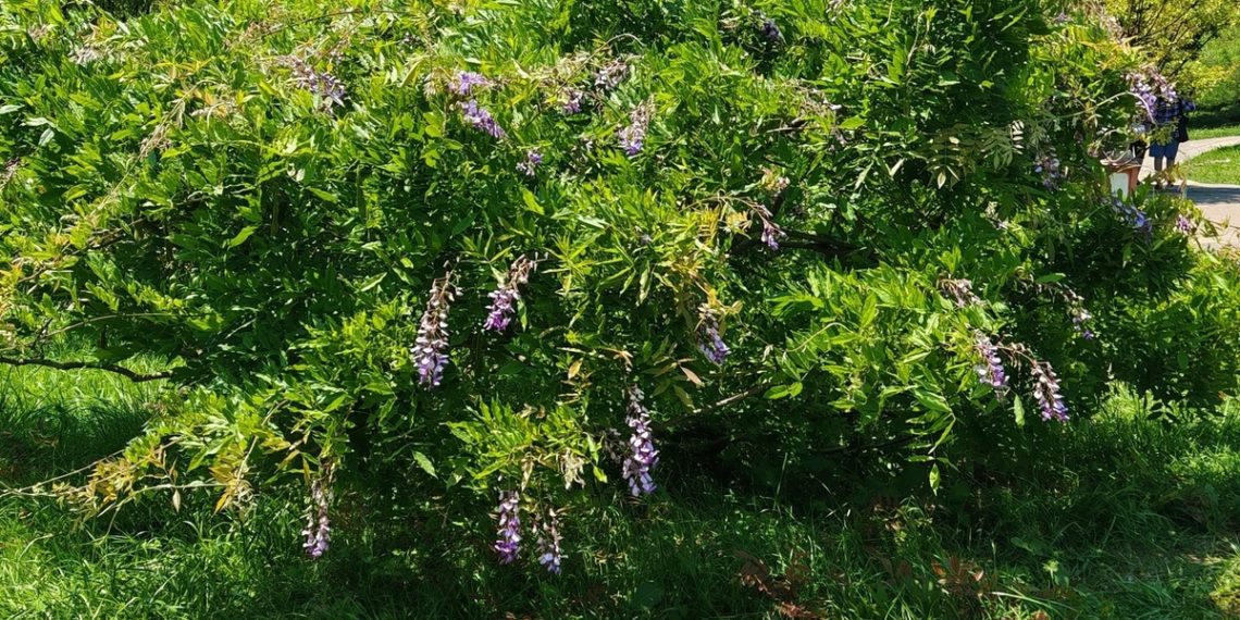 В Сочи глициния короткокистевая неожиданно зацвела повторно