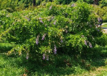 В Сочи глициния короткокистевая неожиданно зацвела повторно