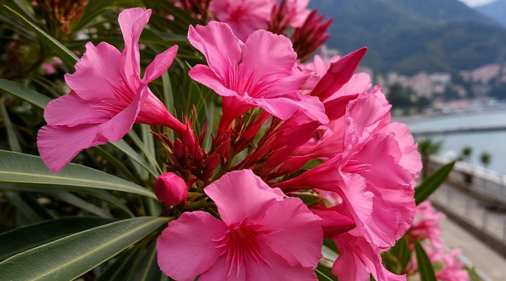 В Сочи зацвел кустарник, которым советуют любоваться на расстоянии