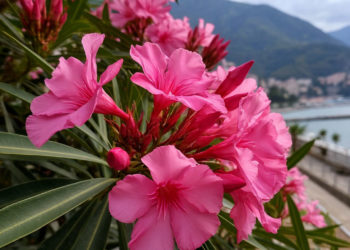 В Сочи зацвел кустарник, которым советуют любоваться на расстоянии