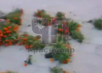 На Кубани подростки вырвали цветы и разбросали вокруг мемориала