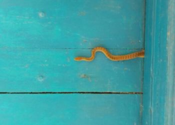 Спасатели поймали рептилию в лифте в Краснодарском крае