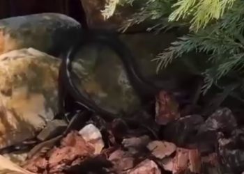 В Сочи девушка нашла у себя на участке огромную гадюку