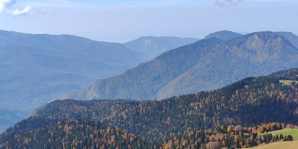Попытка украсть лес у нацпарка в Сочи закончилась судимостью и приговором