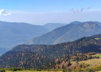 Попытка украсть лес у нацпарка в Сочи закончилась судимостью и приговором