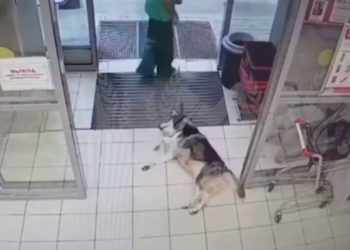 Пушистый хаски из Краснодара стал звездой соцсетей, укрывшись в магазине от жары