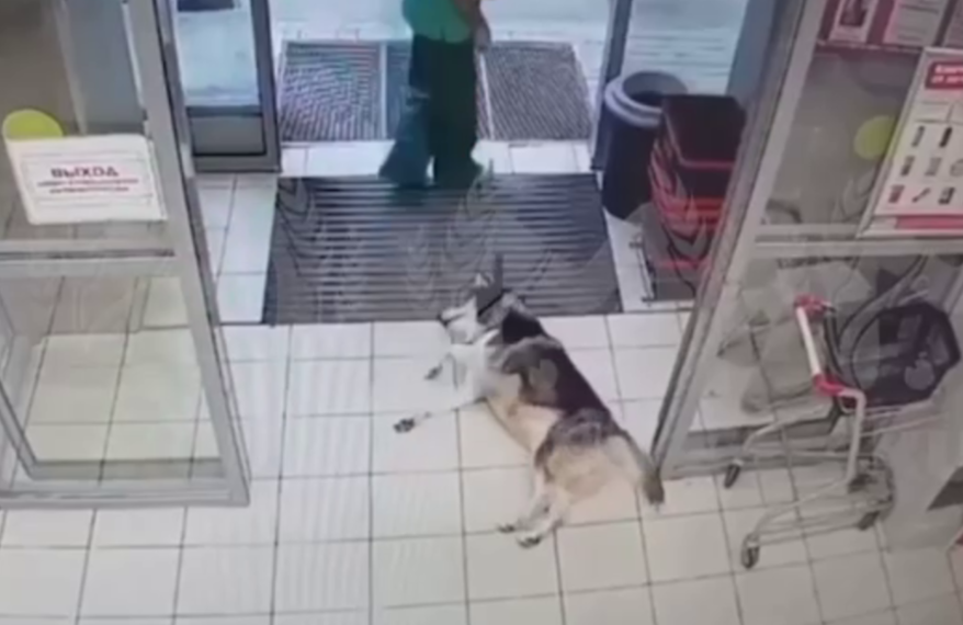 Пушистый хаски из Краснодара стал звездой соцсетей, укрывшись в магазине от жары
