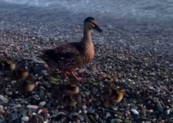 Подросток устроил жестокую расправу над утками на пляже в Сочи