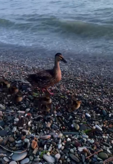 Подросток устроил жестокую расправу над утками на пляже в Сочи