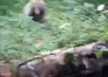 В сочинском селе грибник столкнулся с медведем, получив мощную дозу адреналина