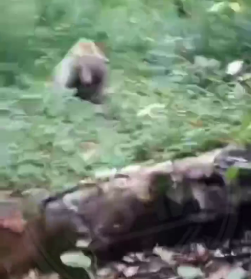 В сочинском селе грибник столкнулся с медведем, получив мощную дозу адреналина