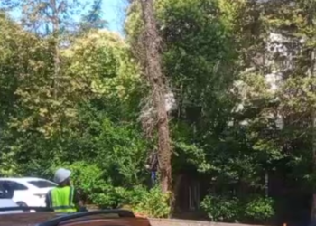 В Сочи убирают опасное дерево после огласки в СМИ