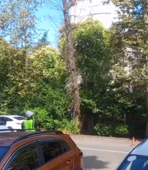 В Сочи убирают опасное дерево после огласки в СМИ