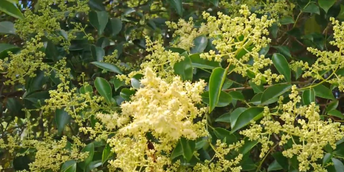 В Сочи началось цветение бирючины блестящей — растения, опасного для аллергиков