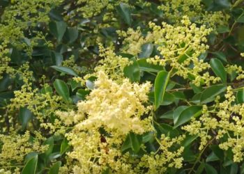 В Сочи началось цветение бирючины блестящей — растения, опасного для аллергиков