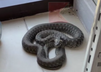 В Краснодаре средь бела дня змея переполошила офис на Красных Партизан