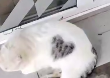 В Анапе любвеобильный кот Веня с сердечком на спине покорил сердца туристов