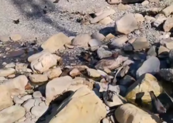 В Сочи неизвестные уничтожили пять прудов для уток