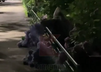 Тайная «цветочная налетчица» оставила Краснодар без клумбы