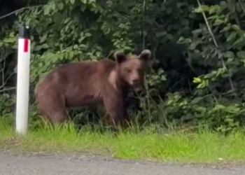 Медвежонок-интроверт: в Сочи косолапый проигнорировал туристов и ушёл в лес