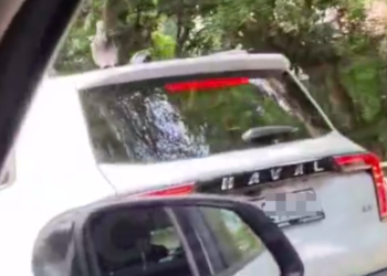 В Сочи хитрый голубь-автостопщик объезжал пробки на крыше иномарки