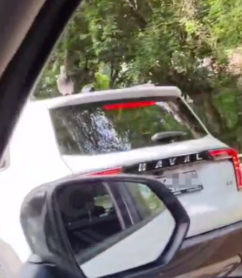 В Сочи хитрый голубь-автостопщик объезжал пробки на крыше иномарки