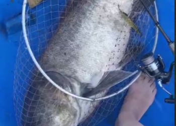 Рекордный улов на озере Абрау: рыбак вытащил гигантского толстолобика