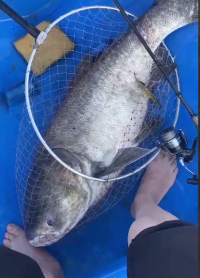 Рекордный улов на озере Абрау: рыбак вытащил гигантского толстолобика