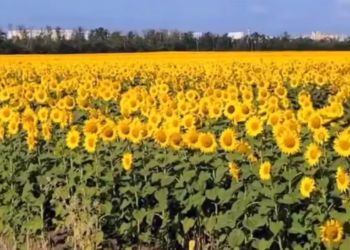 В Краснодаре среди новостроек расцвело золотое поле подсолнухов