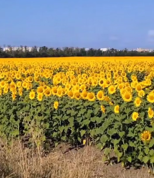 В Краснодаре среди новостроек расцвело золотое поле подсолнухов