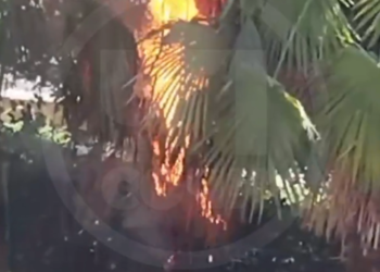 В Сочи ребенок от скуки поджёг пальму у детской площадки