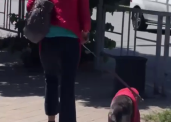 Женщину и собаку в куртках заметили в Краснодаре на фоне 40-градусного ада