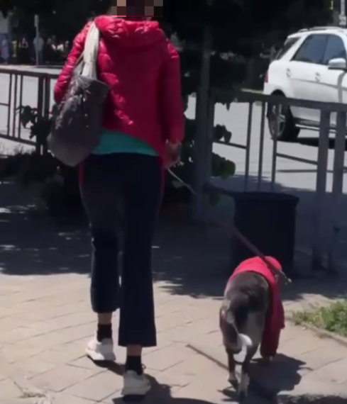 Женщину и собаку в куртках заметили в Краснодаре на фоне 40-градусного ада