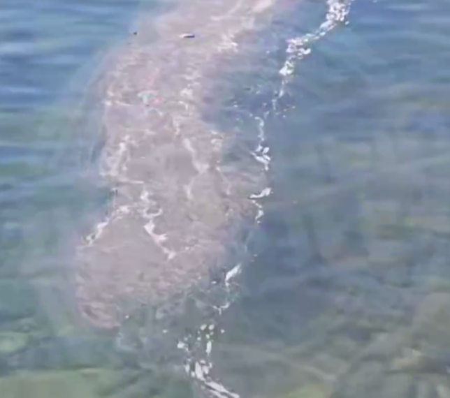 На пляже в Сочи у Уч-Дере заметили загадочное пятно в воде