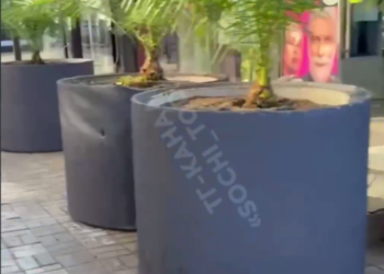 В Сочи уличные торговцы сменились на пальмы в кашпо