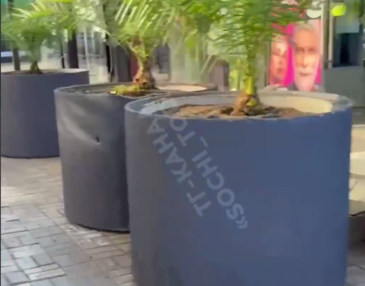 В Сочи уличные торговцы сменились на пальмы в кашпо