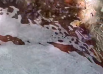 В сочинском селе Пластунка неизвестные сливают в реку пенящуюся жидкость