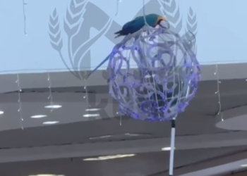 В Краснодаре попугай устроил дерзкий побег в торговом центре «Галактика»