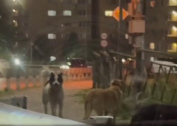 Зооапокалипсис в Сочи: бродячие псы атакуют жителей ЖК «Министерские озера»