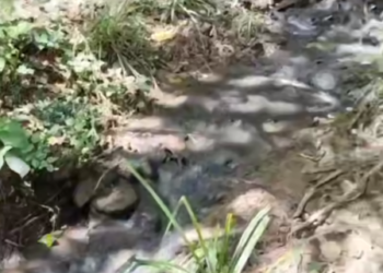 В Сочи снова загрязняют реку Мацеста