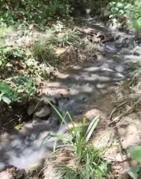 В Сочи снова загрязняют реку Мацеста