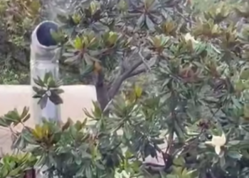 В Сочи погибает магнолия из-за вытяжки от шашлычной