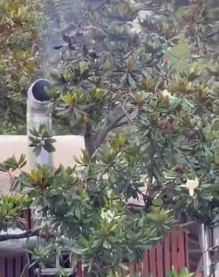 В Сочи погибает магнолия из-за вытяжки от шашлычной