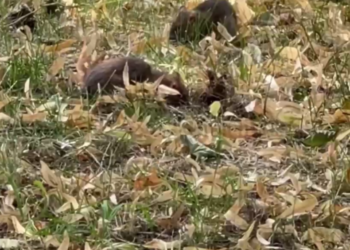 Славные жирненькие крысы встречают посетителей у больницы в Краснодаре