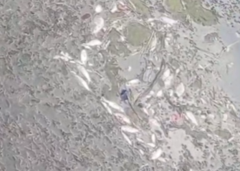 Массовый мор рыбы произошел в канале рядом с Сочи