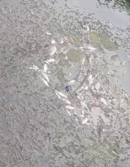 Массовый мор рыбы произошел в канале рядом с Сочи