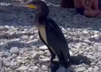 В Сочи участились случаи появления бакланов на побережье