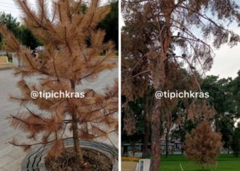 В Краснодаре в сквере Гатова гибнут сосны после реновации